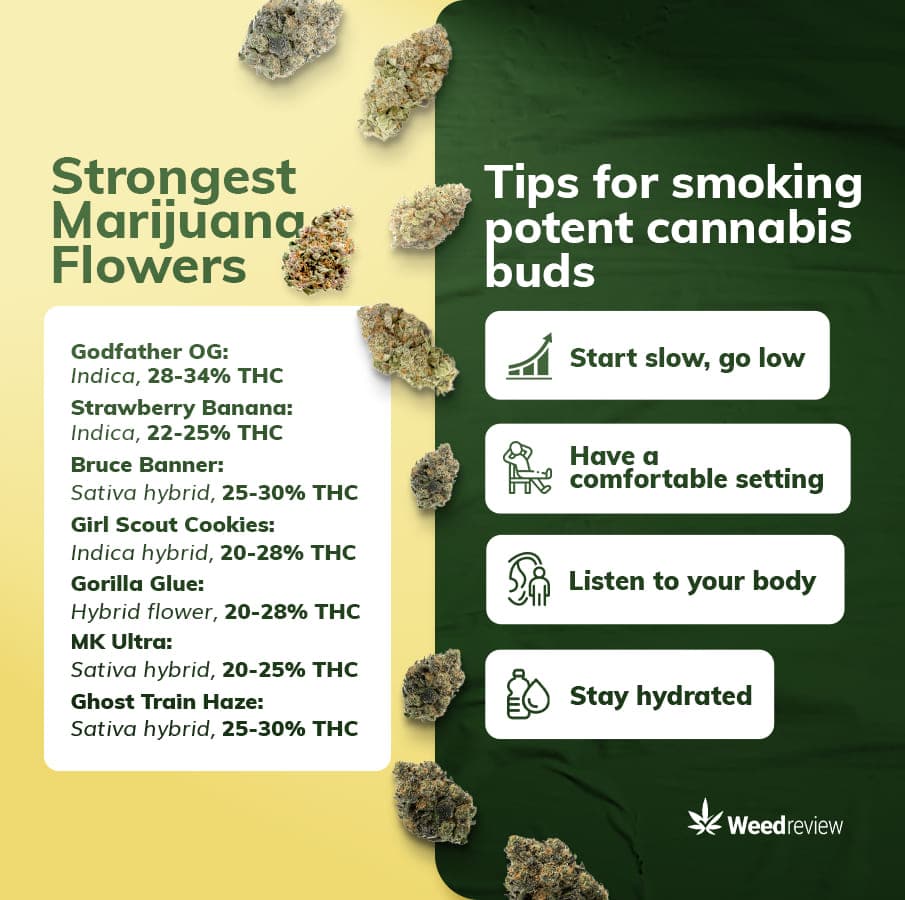 An image showing seven strongest marijuana cultivars, along with four tips on how to smoke them safely.