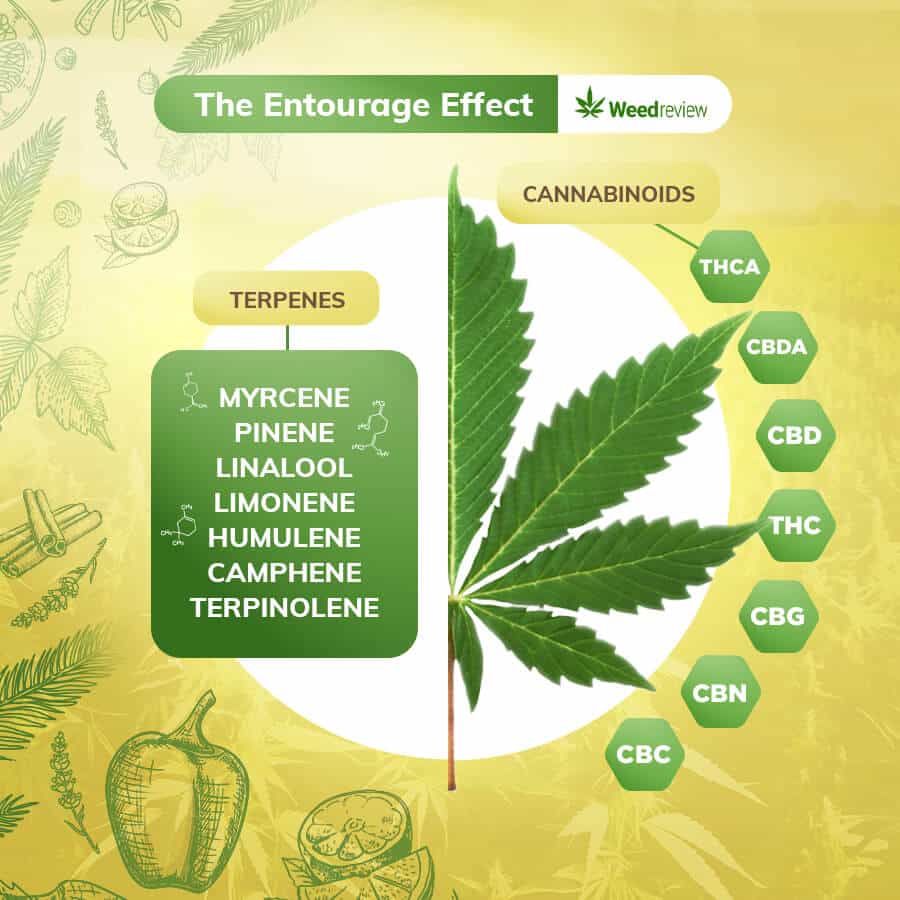 An image showing main terpenes and cannabinoids in the entourage effect.