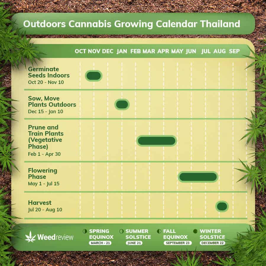 An infographic showing outdoor growing calendar for cannabis plants in Thailand.
