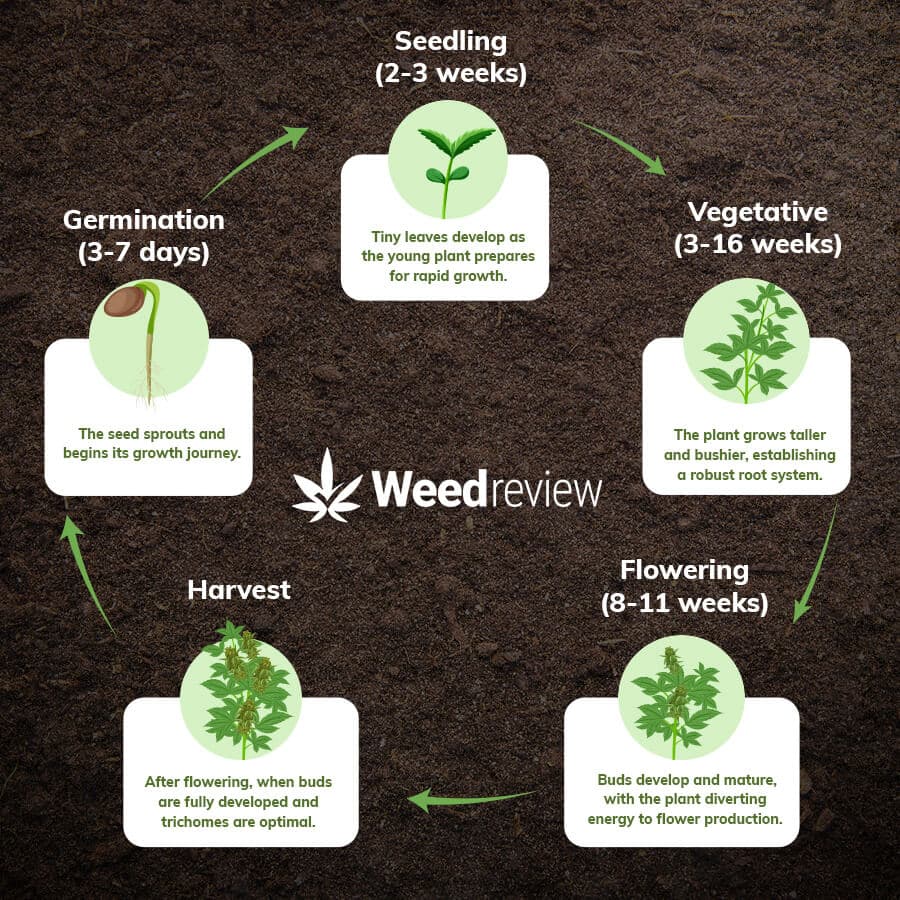 An image showing the cannabis grow cycle from seedling to flowering phase.