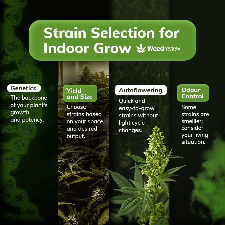 When choosing what strain to grow indoors, consider the genetics, yield potential, size, and odour of the plant.