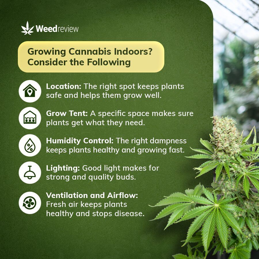 Indoor cannabis grow requires consideration of location, lighting, ventilation, humidity, and grow space.