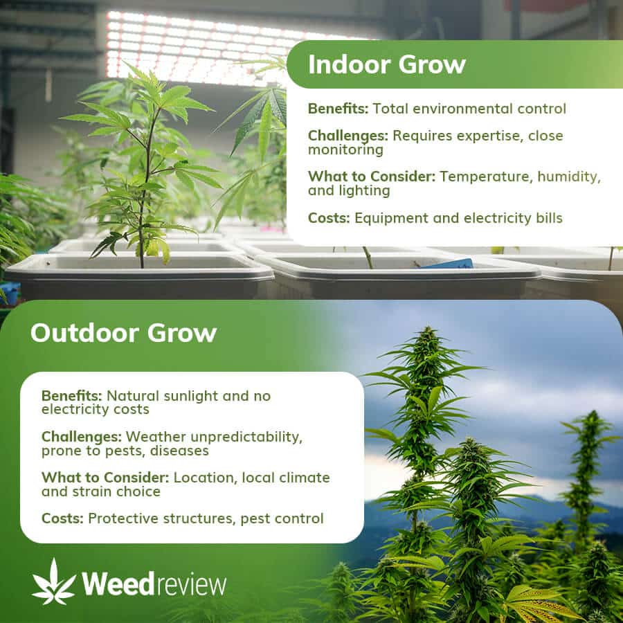 An image depicting the common pros and cons of growing weed indoors & outdoors.
