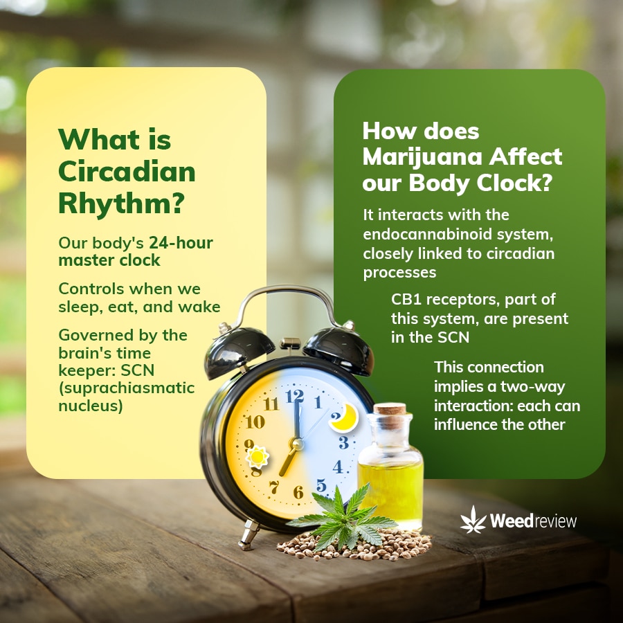 A chart showing what is circadian rhtyhm and how cannabis can affect it.