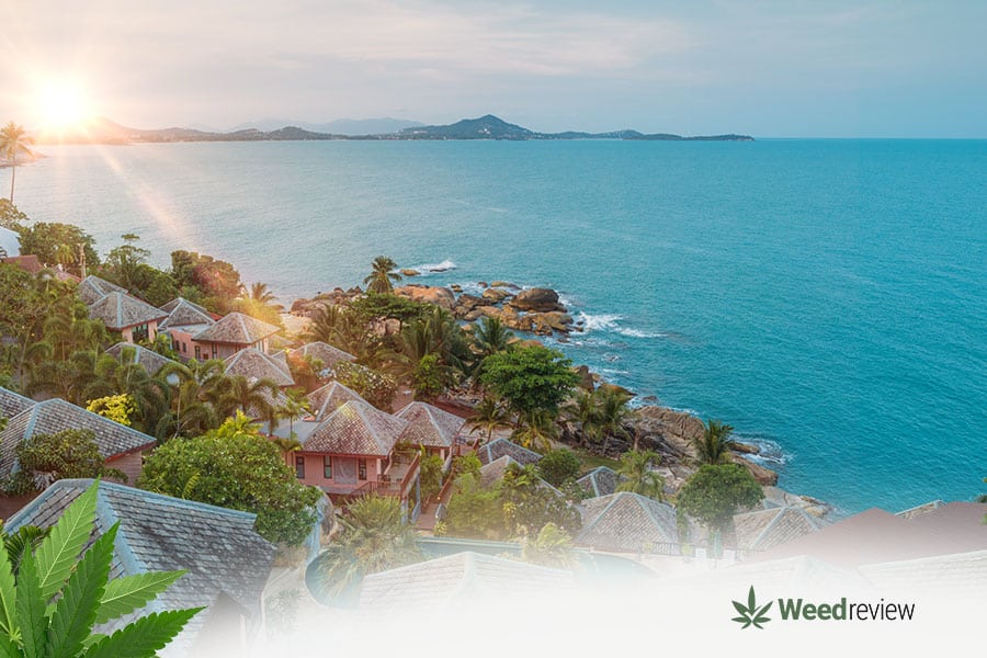 List of cannabis stores in Koh Samui.