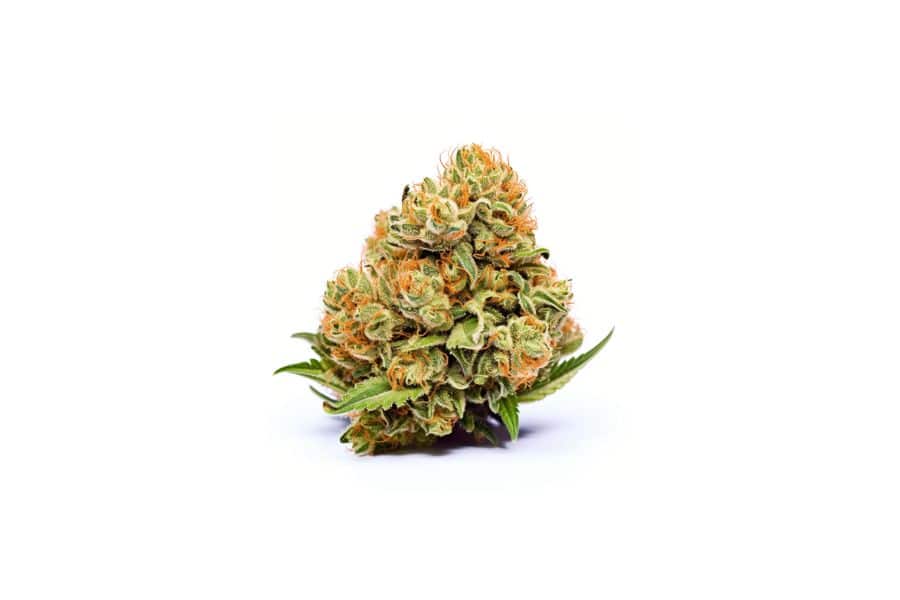Bacio Gelato marijuana flower