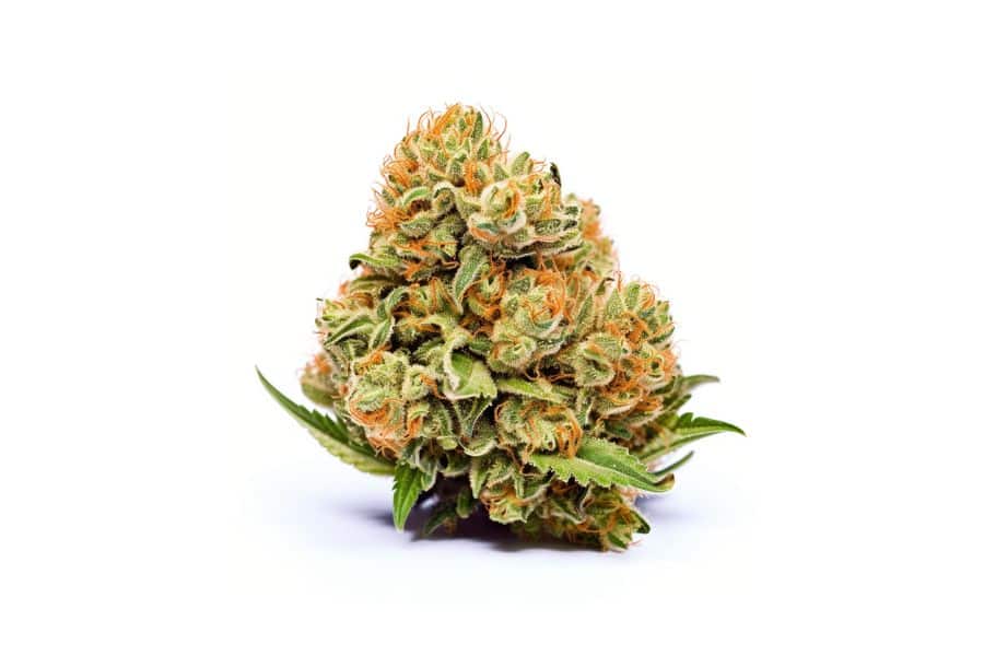 Blueberry Cheesecake Marijuana Flower