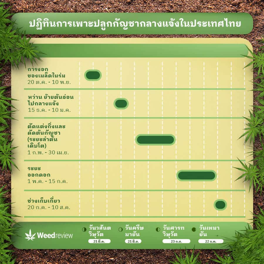 อินโฟกราฟิกแสดงปฏิทินการเพาะปลูกกัญชากลางแจ้งสำหรับต้นกัญชาในประเทศไทย