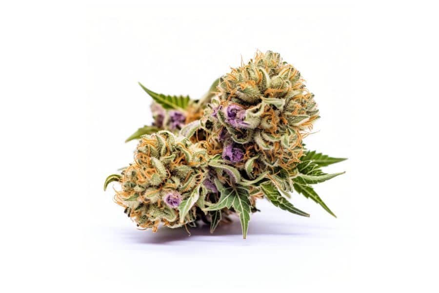 Cherry Punch marijuana flower