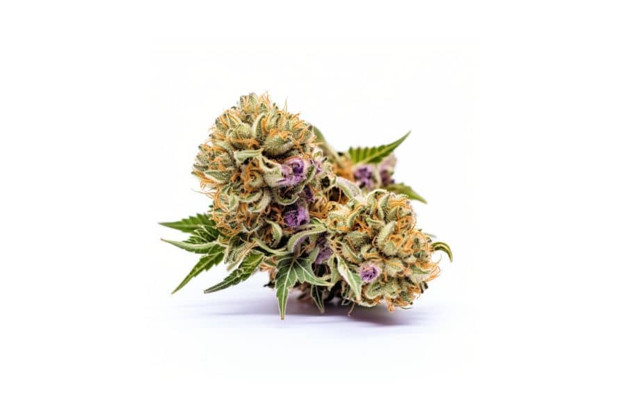 Gelato Cake marijuana flower