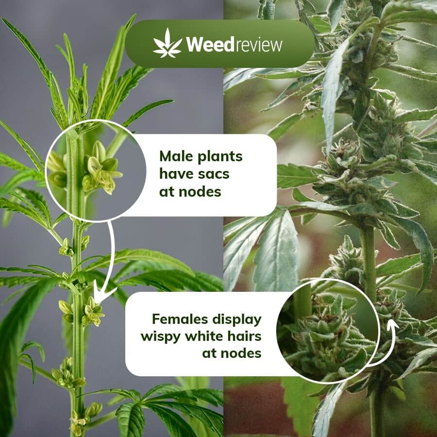 An image showing male and female cannabis plants for sex identifcation.