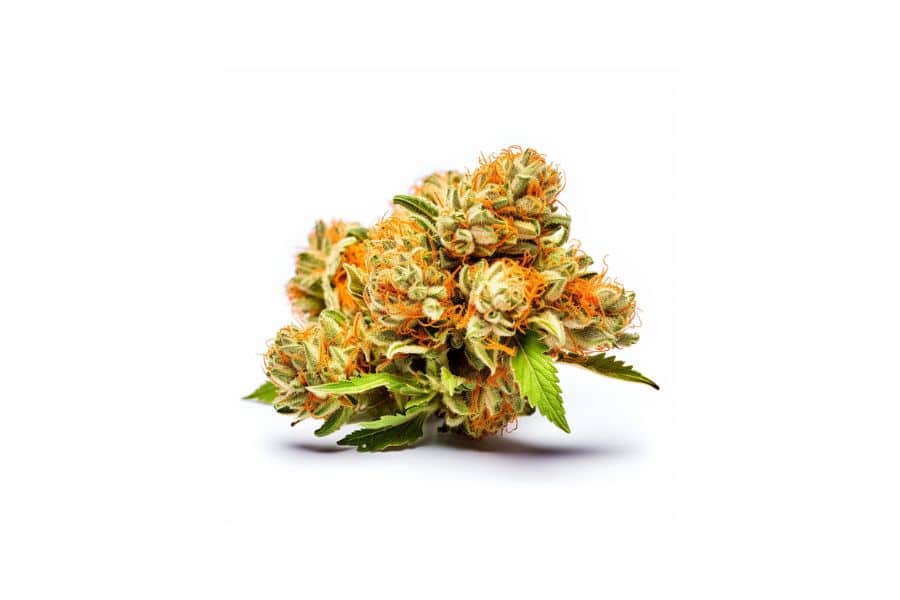 Orange Bud marijuana flower