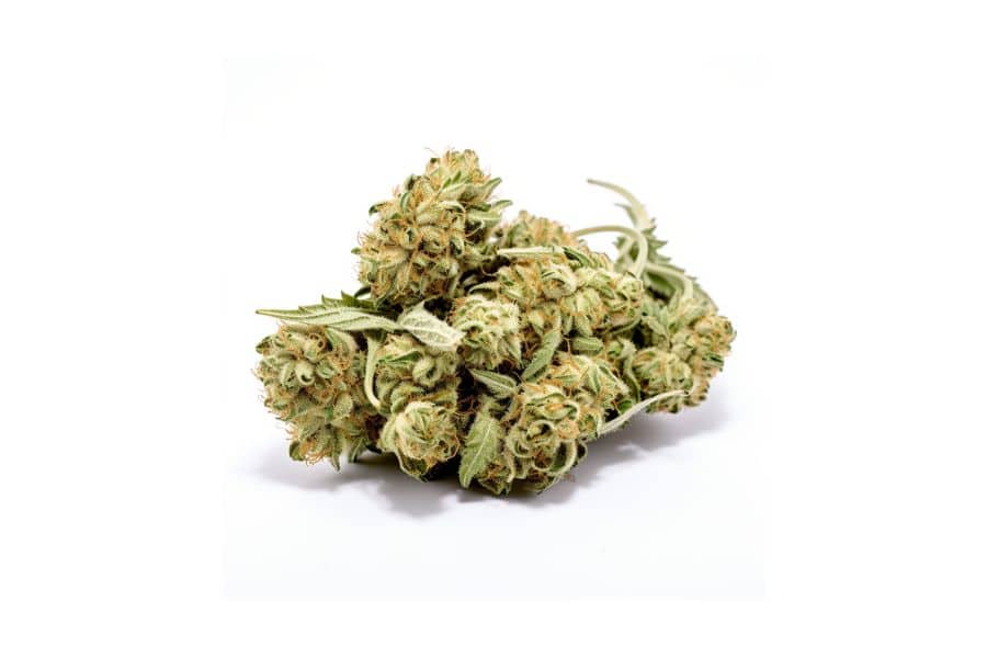 White Gushers marijuana strain