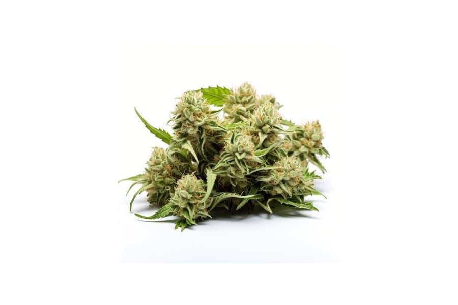 White Russian marijuana flower