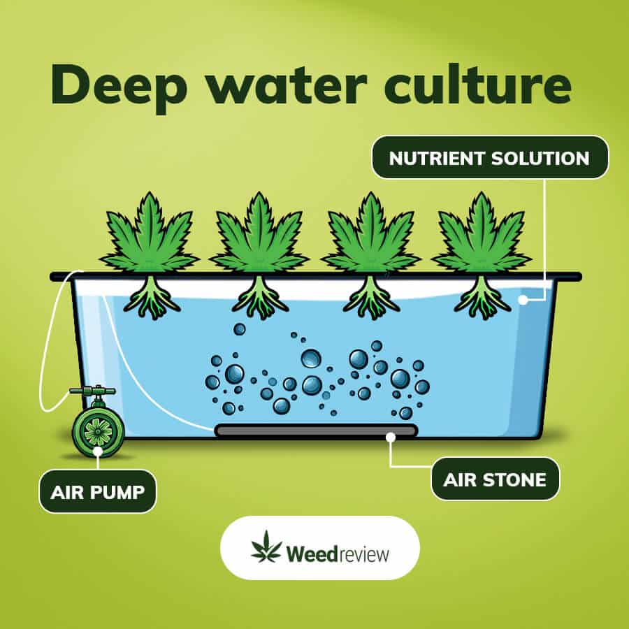 An infographic of deep water culture hydroponic system.