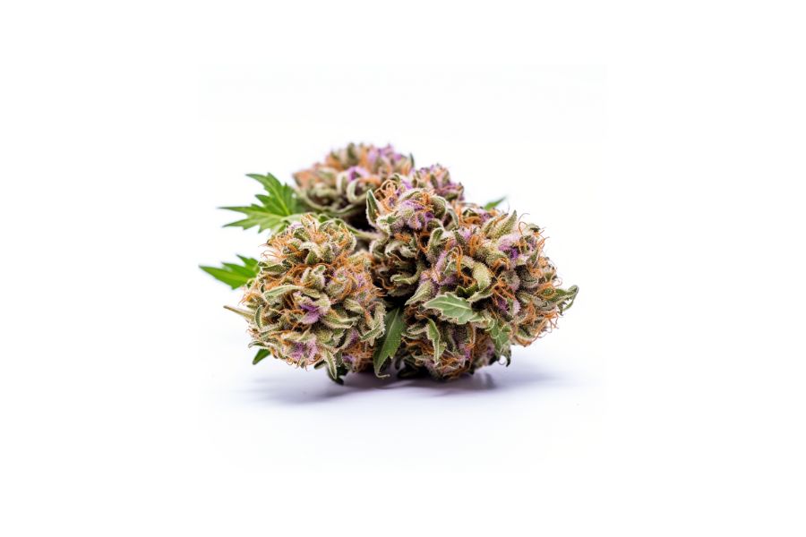 Purple Candy marijuana strain