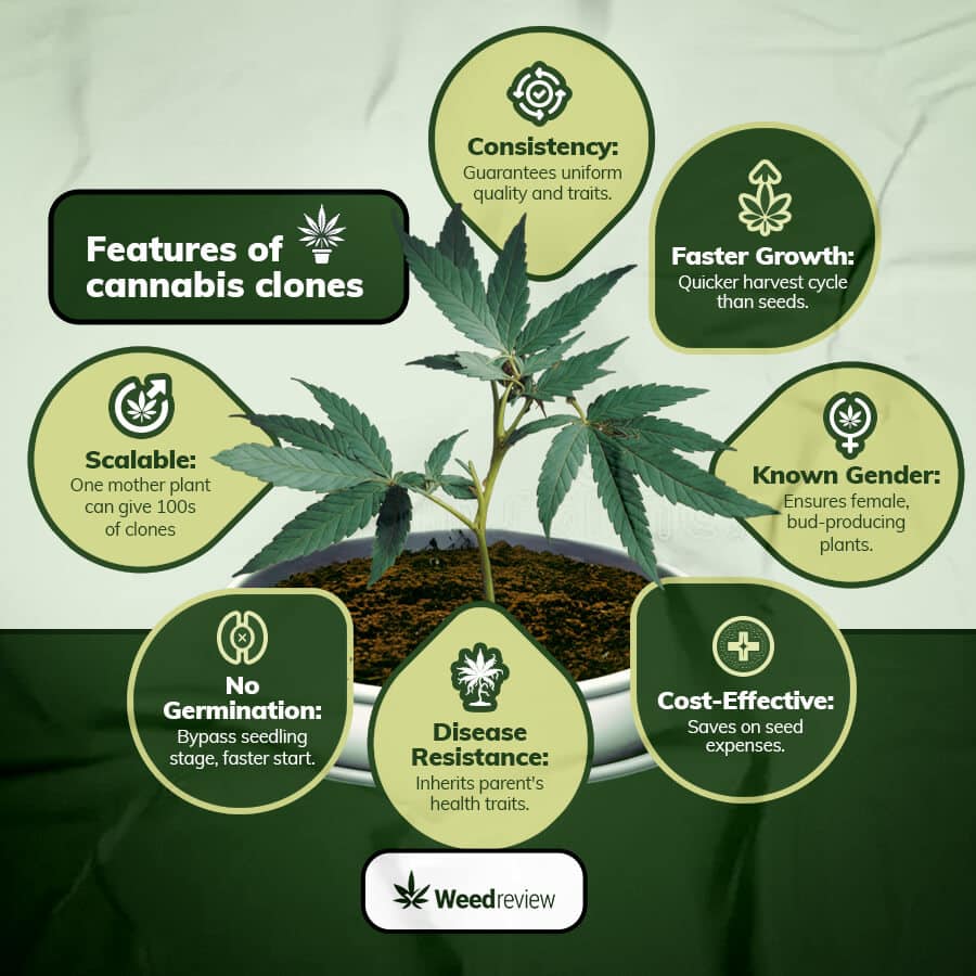 Infographic highlighting main benefits of marijuana plant clones.