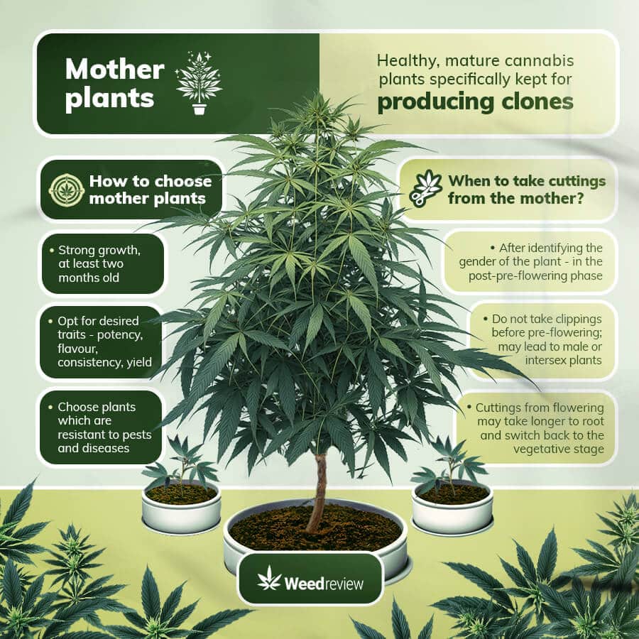 A guide on how to choose mother plants and when to take cuttings from the mother.