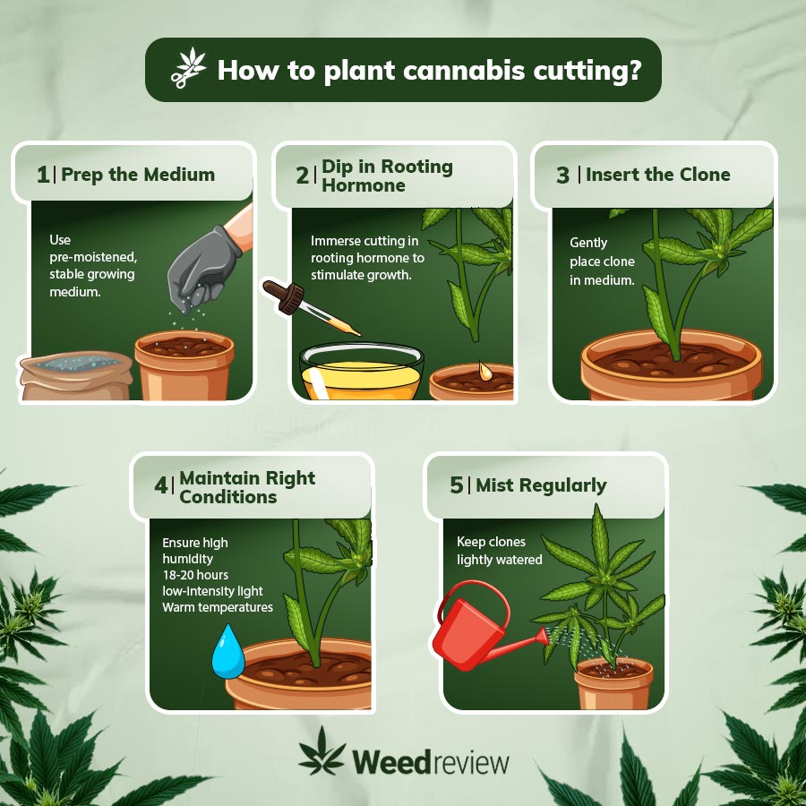 An image of how to plant cuttings into growing medium so they can grow into clones of the mother plant.