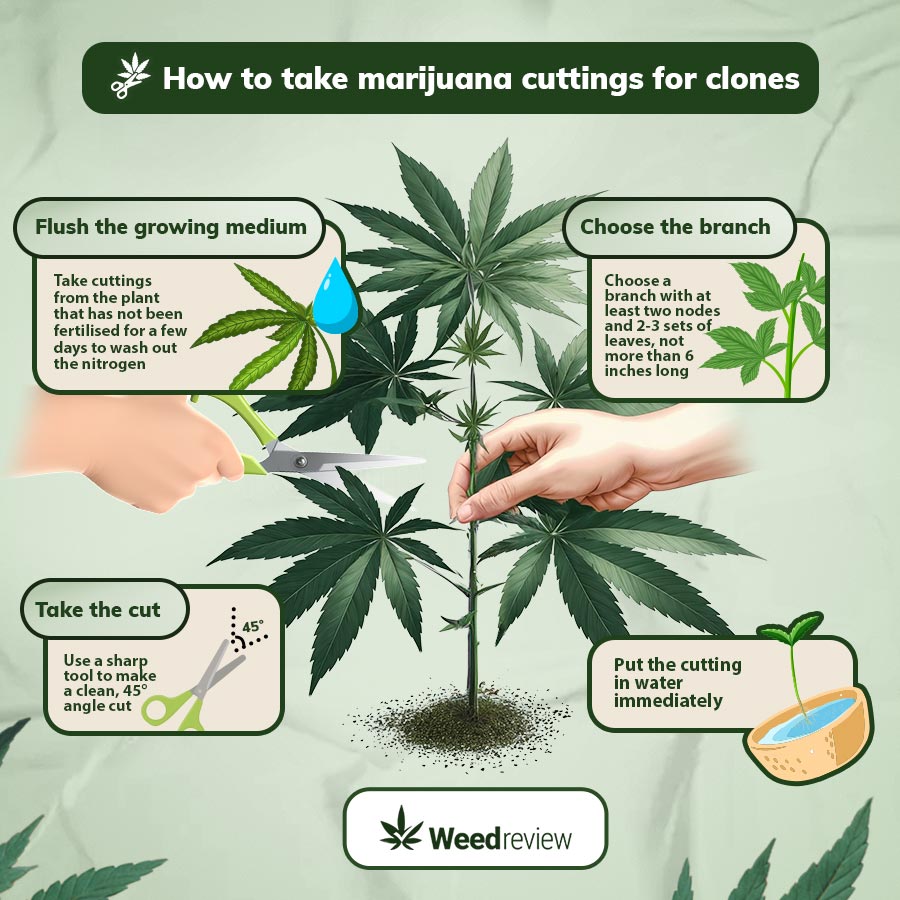 A step-by-step image of how to take cannabis cuttings for clones.