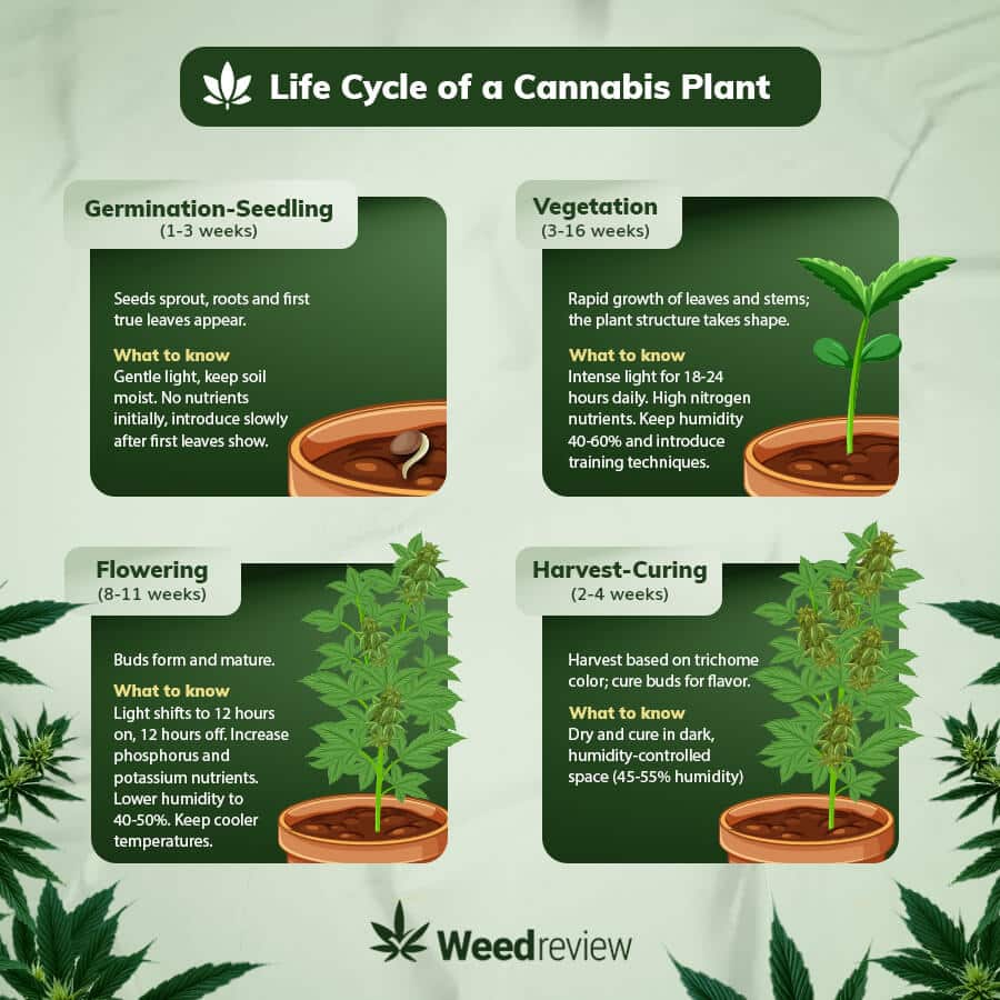 An infographic of cannabis plant life cycle, showing different phases.