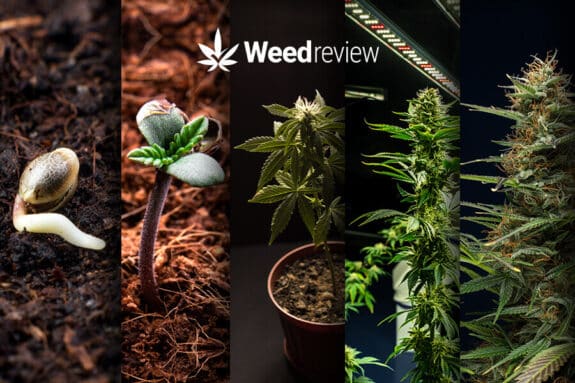 Cannabis life cycle: An explanation of different grow phases and what is needed in each for marijuana to grow.