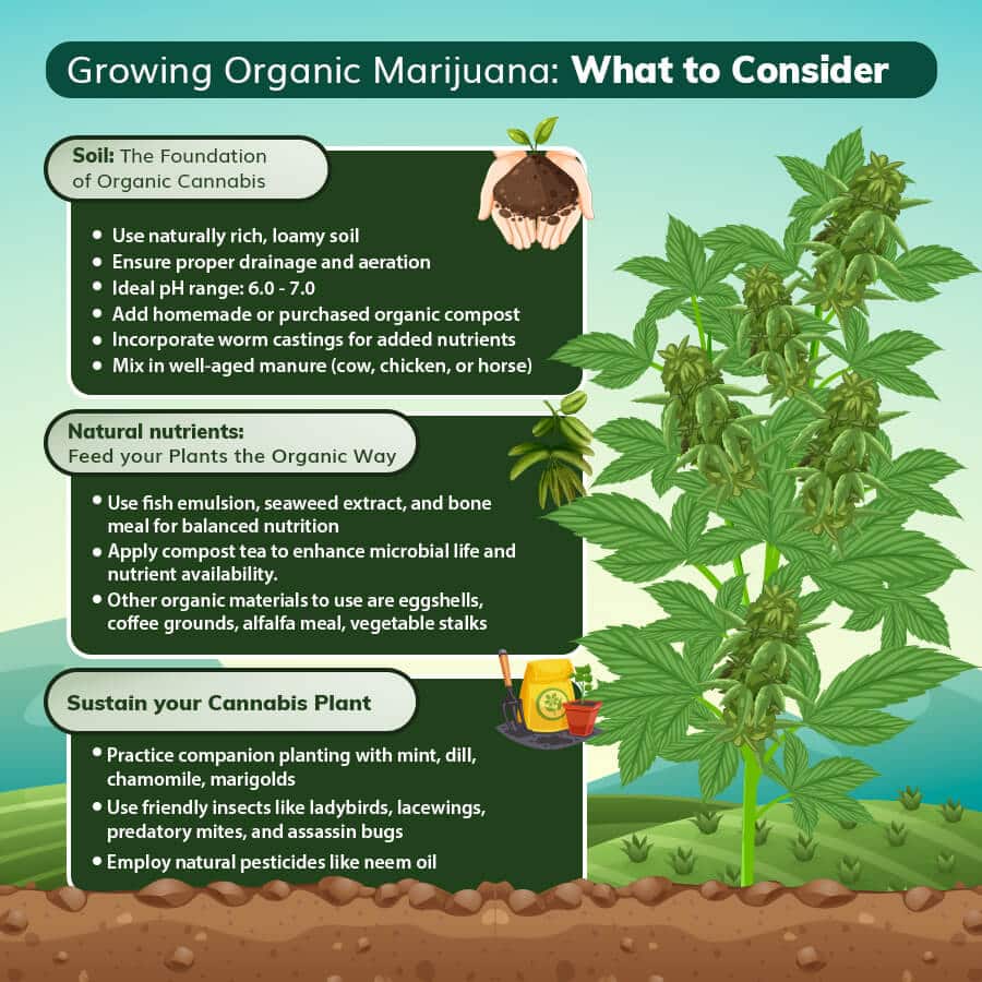 A short summary on what to consider when growing organic cannabis.