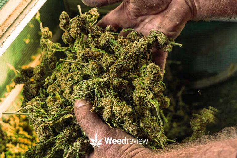 Marijuana Plants Nutrient Deficiency Chart Weed Review