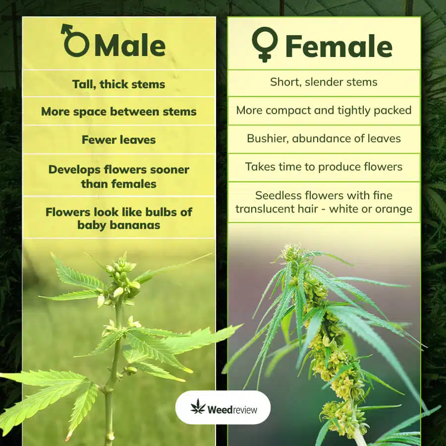 An infographic of the male or female mature cannabis plants.