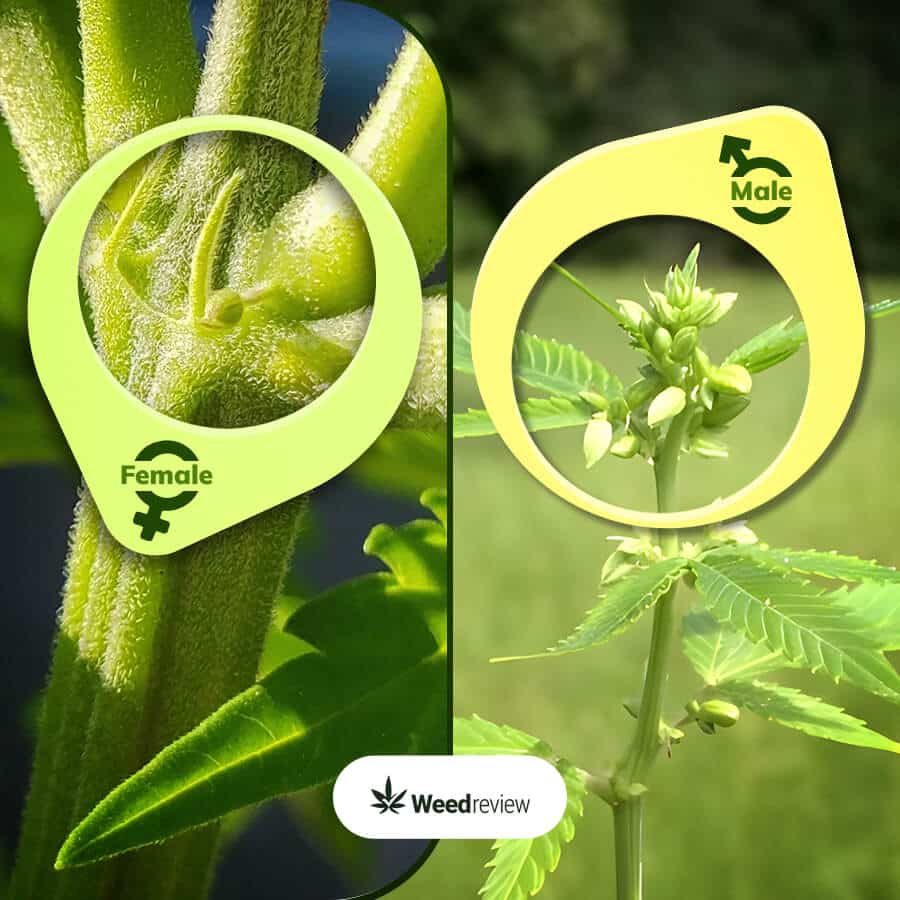 An image on how to identify male and female pre-flowers of marijuana plants.